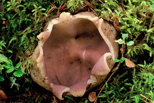  (Sarcosphaera coronaria - TFU.182378)  @11 [ ] by-nc (2008) Jukka Vauras Unspecified