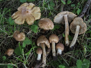  (Pseudosperma rimosum - TFU.209877)  @11 [ ] by-nc (2021) Jukka Vauras Unspecified