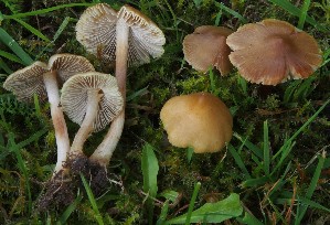  ( - TFU.217012)  @11 [ ] by-nc (2024) Jukka Vauras Unspecified