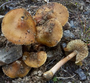  ( - TFU.217013)  @11 [ ] by-nc (2024) Jukka Vauras Unspecified