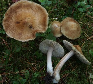  (Pseudosperma mimicum - TFU.217015)  @11 [ ] by-nc (2024) Jukka Vauras Unspecified
