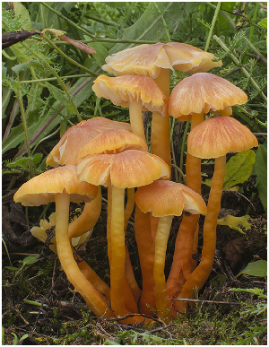  (Hygrocybe fulgens - SNMH259)  @11 [ ] CreativeCommons  Attribution Non-Commercial Share-Alike (2019) Ivona Kautmanova Slovak National Museum-Natural History Museum
