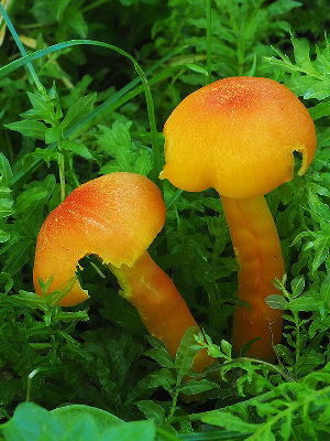  (Hygrocybe fulgens - SNMH394)  @11 [ ] CreativeCommons  Attribution Non-Commercial Share-Alike (2019) Ivona Kautmanova Slovak National Museum-Natural History Museum