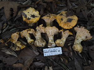  (Cantharellus californicus - HAY-F-002022)  @11 [ ] Unspecified (default): All Rights Reserved (2023) Stu Pickell FunDiS