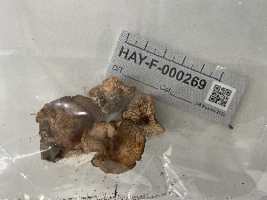  ( - HAY-F-000269)  @11 [ ] cc-by-nc (2023) Damon Tighe FunDiS