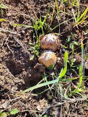  (Coprinellus bipellis - HAY-F-000414)  @11 [ ] cc-by-nc (2023) Harte Singer FunDiS