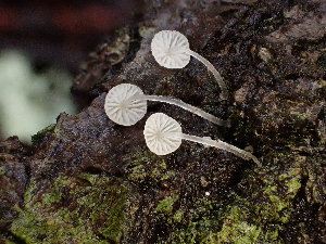  (Mycena tenerrima - HAY-F-001777)  @11 [ ] cc-by-nc (2023) Luca Hickey FunDiS