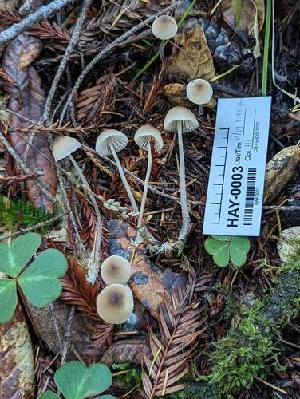  (Mycena galopus CA01 - HAY-F-000374)  @11 [ ] CC BY-NC 4.0 (2023) Harte Singer Fungal Diversity Survey