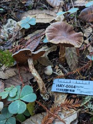  ( - HAY-F-000326)  @11 [ ] CC BY-NC 4.0 (2023) Harte Singer Fungal Diversity Survey