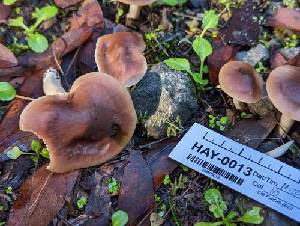  ( - HAY-F-000336)  @11 [ ] CC BY-NC 4.0 (2023) Harte Singer Fungal Diversity Survey