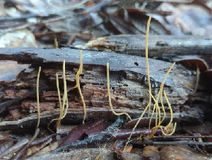  (Macrotyphula juncea CA01 - HAY-F-000300)  @11 [ ] CC-BY-SA (2023) Alan Rockefeller FunDiS