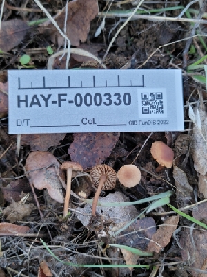  ( - HAY-F-000330)  @11 [ ] CC BY-NC 4.0 (2023) Harte Singer Fungal Diversity Survey