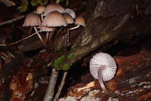  (Mycena bulliformis - HAY-F-000268)  @11 [ ] CC-BY-NC (2023) Damon Tighe FunDiS