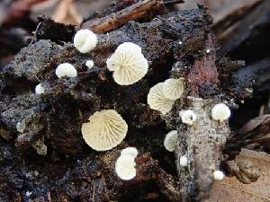  ( - HAY-F-000284)  @11 [ ] CC BY-NC 4.0 (2023) Harte Singer Fungal Diversity Survey