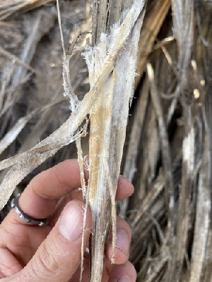 (Efibula - HAY-F-000263)  @11 [ ] CC-BY-NC (2023) Damon Tighe FunDiS