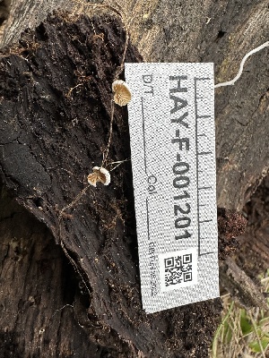  ( - HAY-F-001262)  @11 [ ] by-nc (2023) Aaron Tupac Fungal Diversity Survey