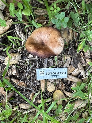  ( - HAY-F-001226)  @11 [ ] by-nc (2023) Aaron Tupac Fungal Diversity Survey