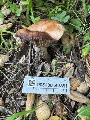  ( - HAY-F-001226)  @11 [ ] by-nc (2023) Aaron Tupac Fungal Diversity Survey