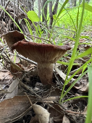  ( - HAY-F-001226)  @11 [ ] by-nc (2023) Aaron Tupac Fungal Diversity Survey
