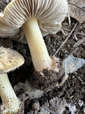  ( - HAY-F-005205)  @11 [ ] c (2023) Rudy Diaz Fungal Diversity Survey