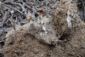  ( - HAY-F-005110)  @11 [ ] by-nc (2023) Damon Tighe Fungal Diversity Survey
