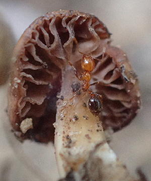  ( - HAY-F-005110)  @11 [ ] by-nc (2023) Damon Tighe Fungal Diversity Survey