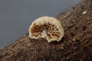  ( - HAY-F-005102)  @11 [ ] by-nc (2023) Damon Tighe Fungal Diversity Survey