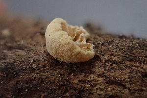  ( - HAY-F-005102)  @11 [ ] by-nc (2023) Damon Tighe Fungal Diversity Survey