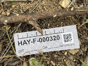  ( - HAY-F-005102)  @11 [ ] by-nc (2023) Damon Tighe Fungal Diversity Survey