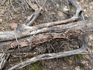  ( - HAY-F-005108)  @11 [ ] by-nc (2023) Damon Tighe Fungal Diversity Survey