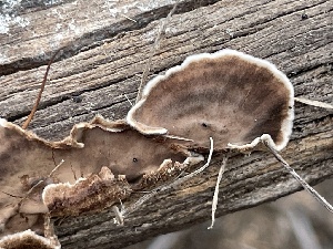  ( - HAY-F-005108)  @11 [ ] by-nc (2023) Damon Tighe Fungal Diversity Survey