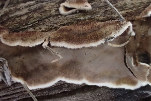  ( - HAY-F-005108)  @11 [ ] by-nc (2023) Damon Tighe Fungal Diversity Survey