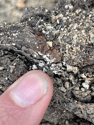  ( - HAY-F-000364)  @11 [ ] by-nc (2023) Damon Tighe Fungal Diversity Survey