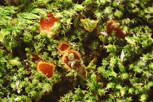  (Octospora - HAY-F-005099)  @11 [ ] by-nc (2023) Damon Tighe Fungal Diversity Survey