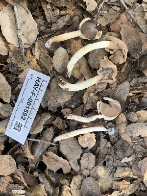  ( - HAY-F-001592)  @11 [ ] by-nc (2023) Bat Vardeh Fungal Diversity Survey