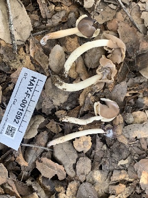  ( - HAY-F-001592)  @11 [ ] by-nc (2023) Bat Vardeh Fungal Diversity Survey