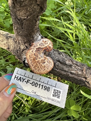  ( - HAY-F-001198)  @11 [ ] by-nc (2023) Aaron Tupac Fungal Diversity Survey