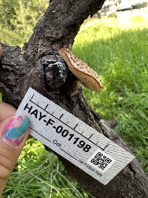  ( - HAY-F-001198)  @11 [ ] by-nc (2023) Aaron Tupac Fungal Diversity Survey