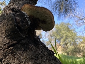  ( - HAY-F-001198)  @11 [ ] by-nc (2023) Aaron Tupac Fungal Diversity Survey