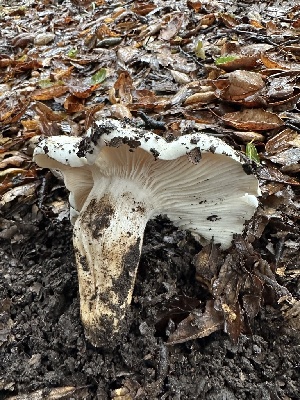  ( - HAY-F-002590)  @11 [ ] c (2023) Rudy Diaz Fungal Diversity Survey