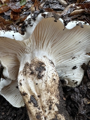  (Hygrophorus sp. CA03 - HAY-F-002590)  @11 [ ] c (2023) Rudy Diaz Fungal Diversity Survey
