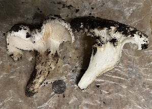  ( - HAY-F-002590)  @11 [ ] c (2023) Rudy Diaz Fungal Diversity Survey