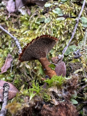 (Coltricia sp. CA02 - HAY-F-005207)  @11 [ ] c (2023) Rudy Diaz Fungal Diversity Survey