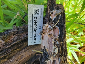  ( - HAY-F-000442)  @11 [ ] by-nc (2023) Harte Singer Fungal Diversity Survey
