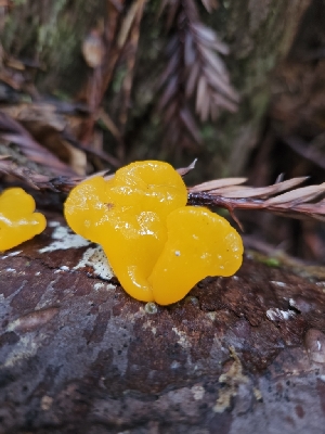  (Dacrymyces sp. CA01 - HAY-F-000611)  @11 [ ] by (2023) Mandy Hackney Fungal Diversity Survey