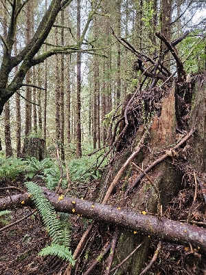  ( - HAY-F-000611)  @11 [ ] by (2023) Mandy Hackney Fungal Diversity Survey