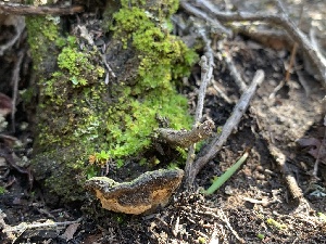  ( - HAY-F-001595)  @11 [ ] by-nc (2023) Bat Vardeh Fungal Diversity Survey