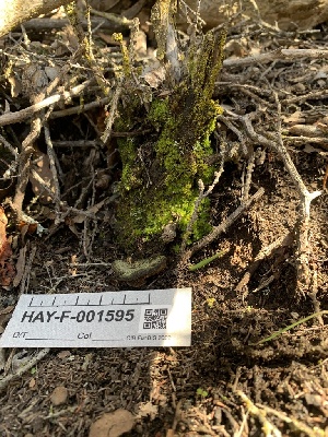  ( - HAY-F-001595)  @11 [ ] by-nc (2023) Bat Vardeh Fungal Diversity Survey