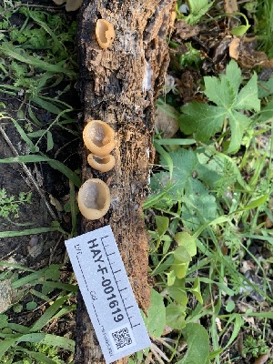  ( - HAY-F-001619)  @11 [ ] by-nc (2023) Bat Vardeh Fungal Diversity Survey