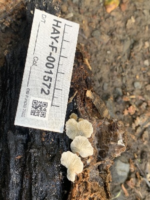  (Clitopilus baronii - HAY-F-001572)  @11 [ ] by-nc (2023) Bat Vardeh Fungal Diversity Survey